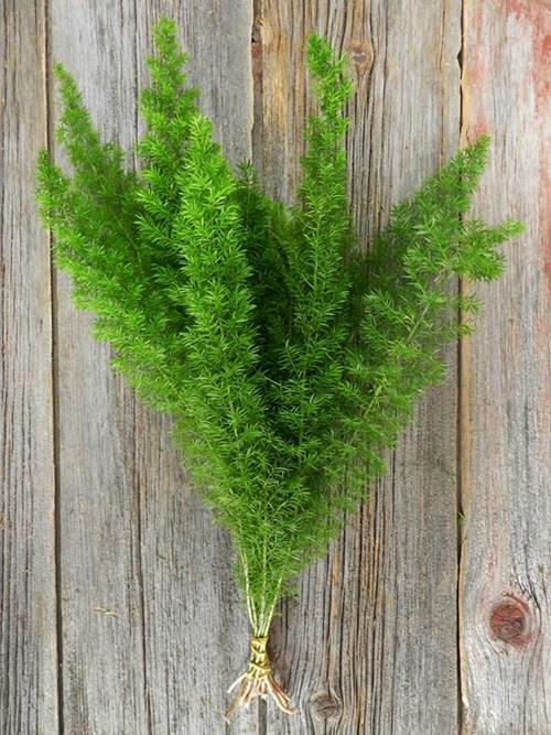 FOXTAIL GREEN FERN GREENS